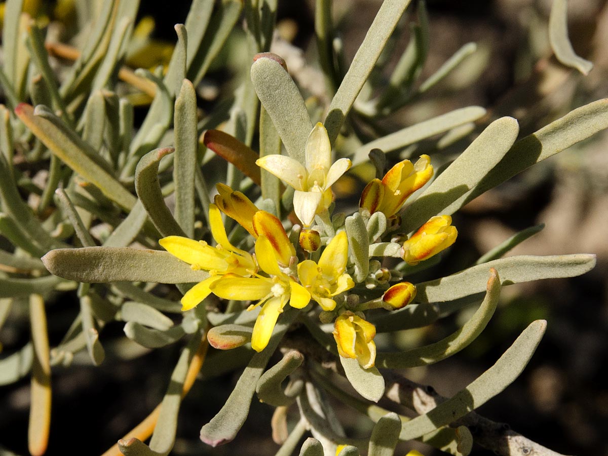 Neochamaelea pulverulenta